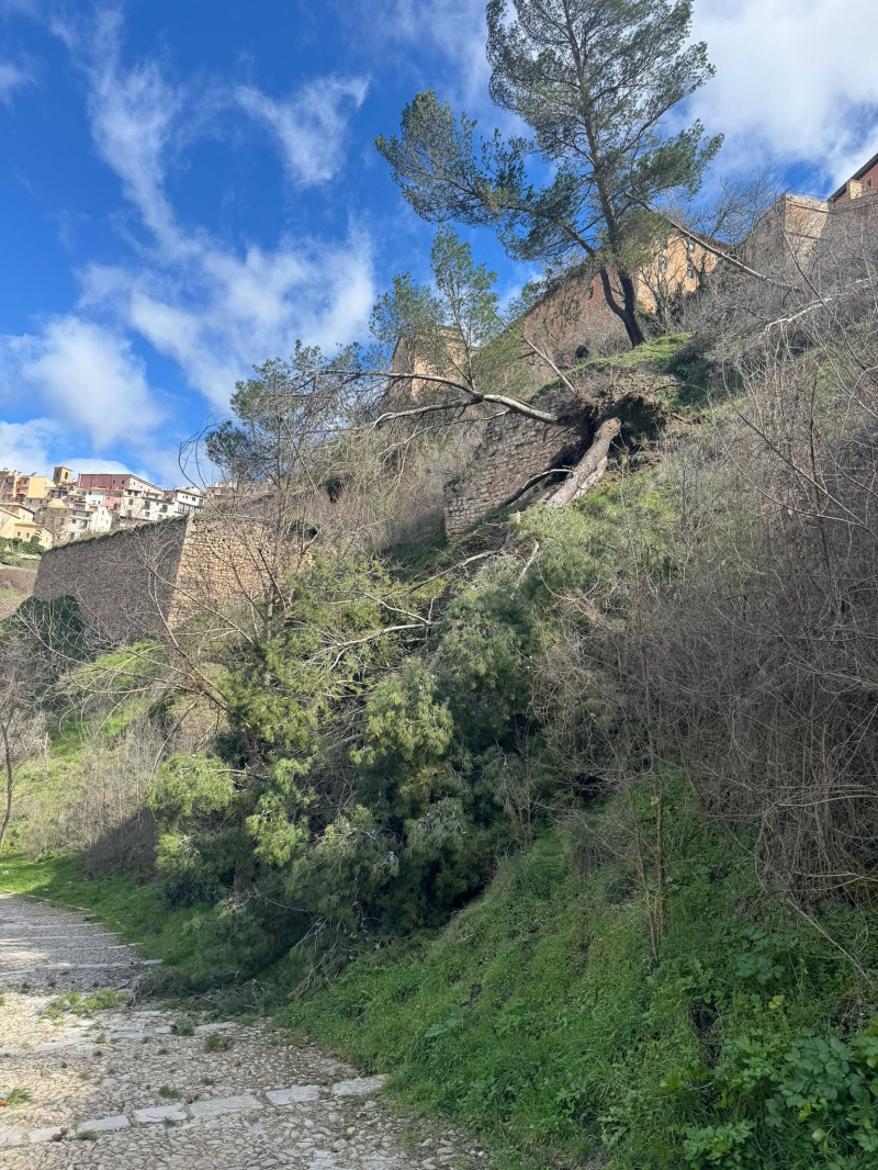 Hace unos meses ya mandamos estas imágenes de los pinos que no arregla el excelentísimo ayuntamiento de Cuenca. Hoy casi muere un perro y una persona por la caída de uno de los mismos.